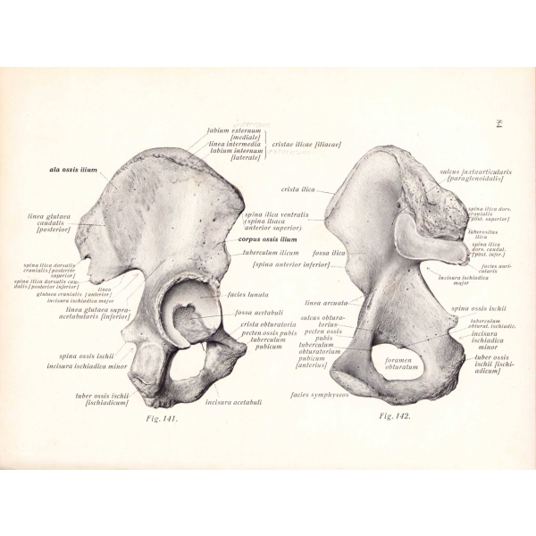 Atlas Der Deskriptiven Anatomie Des Menschen 3 Cilt Dr J Sabotta J F Lehmanns Verlag 6548