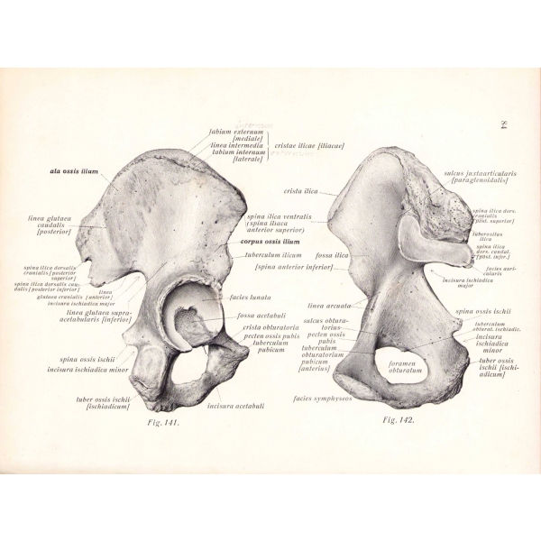 Atlas der Deskriptiven Anatomie des Menschen [3 cilt], Dr. J. Sabotta, J. F. Lehmanns Verlag, Münih, 1937, Almanca, 19,5x25 cm.