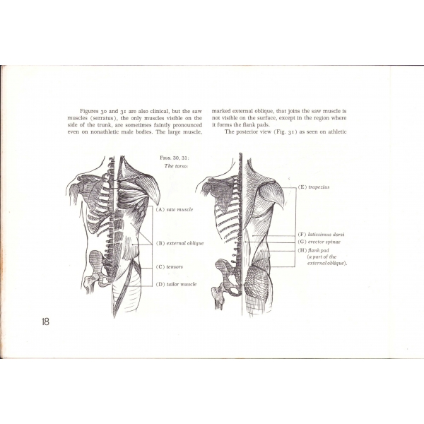 Anatomy For Artist, Frederic Taubes, Londra, 1969, resimli, 48 sayfa, 25x19 cm