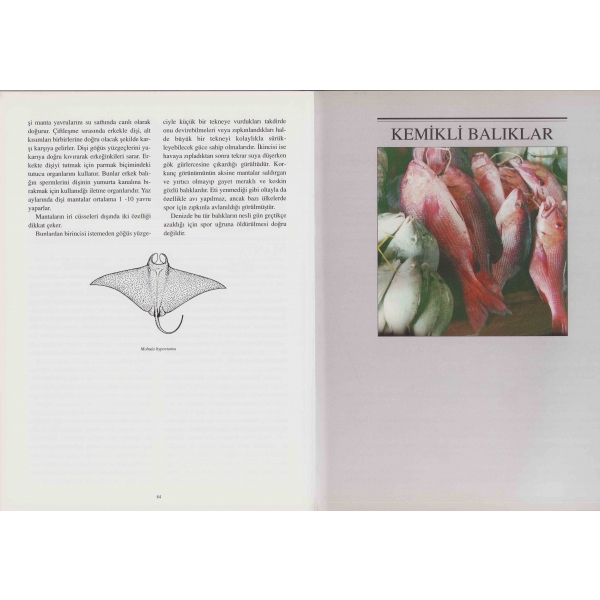 Balık ve Olta, Ali Pasiner, 1997, Duran Ofset Basımevi, 372 sayfa, 30x22 cm