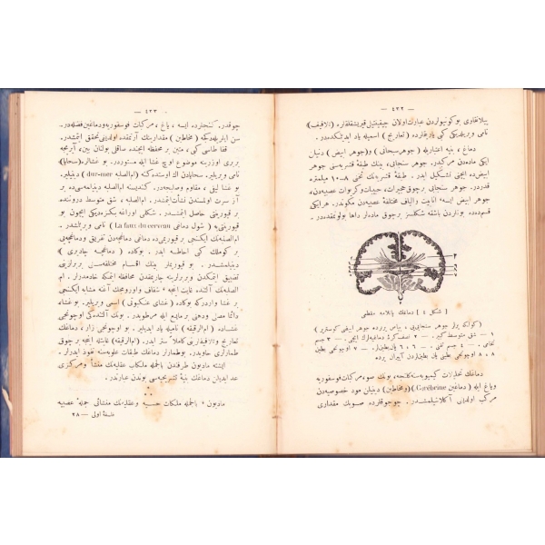 Osmanlıca Beşeriyyetde Ruh Fikrinin Menşei, 177-552 aralıktaki sayfalar, 14x20 cm, künye sayfası eksik